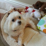 Sadie