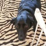 Sadie