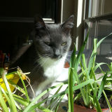 Miss Kitty