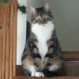 Lily