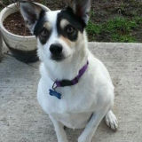 Pepper