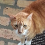 Emilio