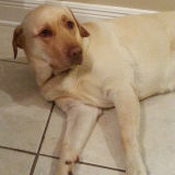 Tess