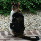 Josie