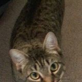 Loki