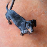 Roxy